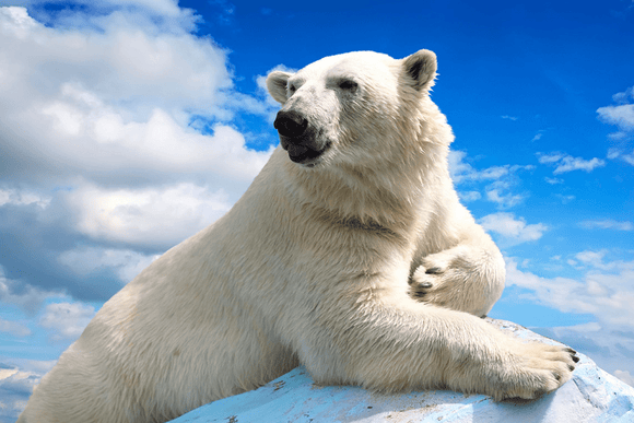 Bill Vaznis Polar Bear