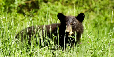 Three Tips for Patterning and Tracking Black Bears