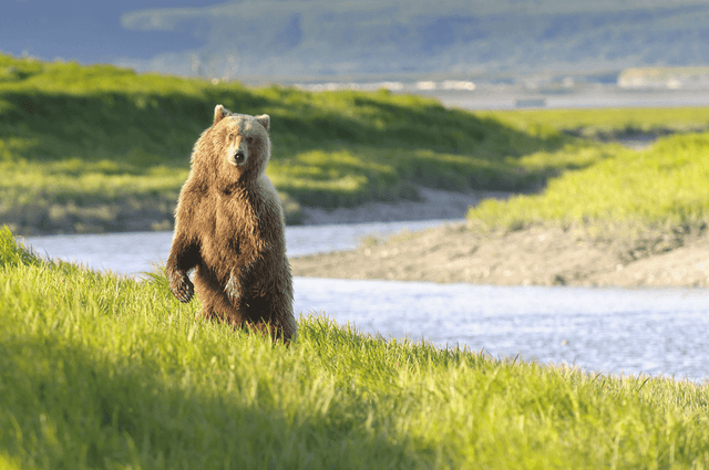 Bill Vaznis | North American Bear Hunter